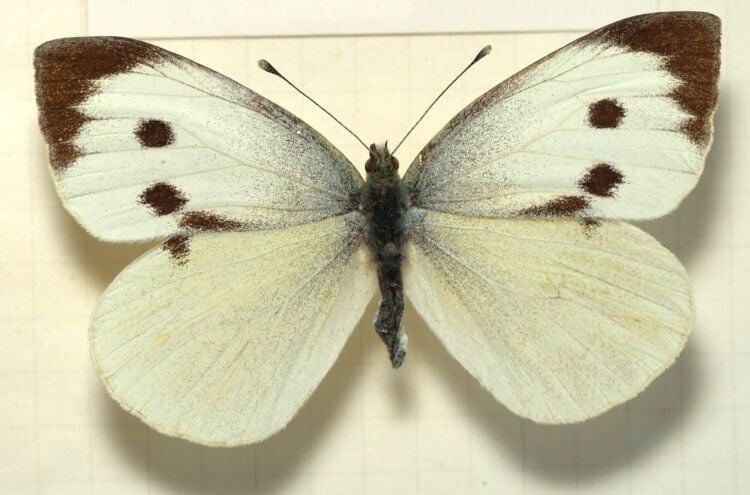 Как появляются бабочки. Кроме узора на крыльях, бабочки обладают целым набором специальных приспособлений , помогающих им выживать. Фото.