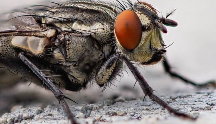 Обезьяны могут использовать «пластыри из насекомых» для лечения ранений