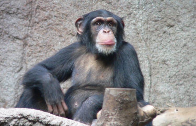 Обезьяны могут использовать «пластыри из насекомых» для лечения ранений. У ученых есть основания предполагать, что у шимпанзе есть познания в медицине. Фото.