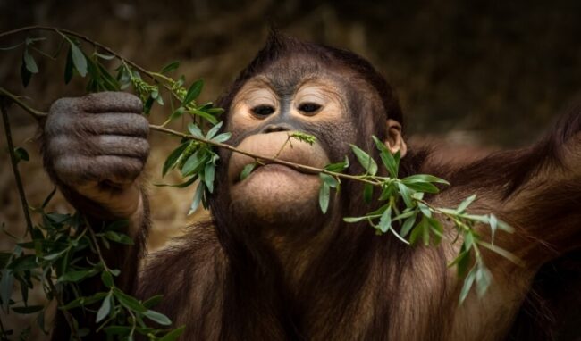 Очередное сходство людей и обезьян. Некоторые шимпанзе едят растения, чтобы избавиться от паразитов. Фото.