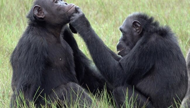 Как обезьяны лечат раны? Обезьяны Рокси и Тея из Национального парка Лоанго в Габоне. Фото.