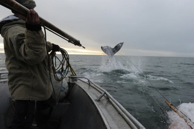 Как чукчи охотятся на китов — смертельно опасный промысел на краю Земли. Фото.