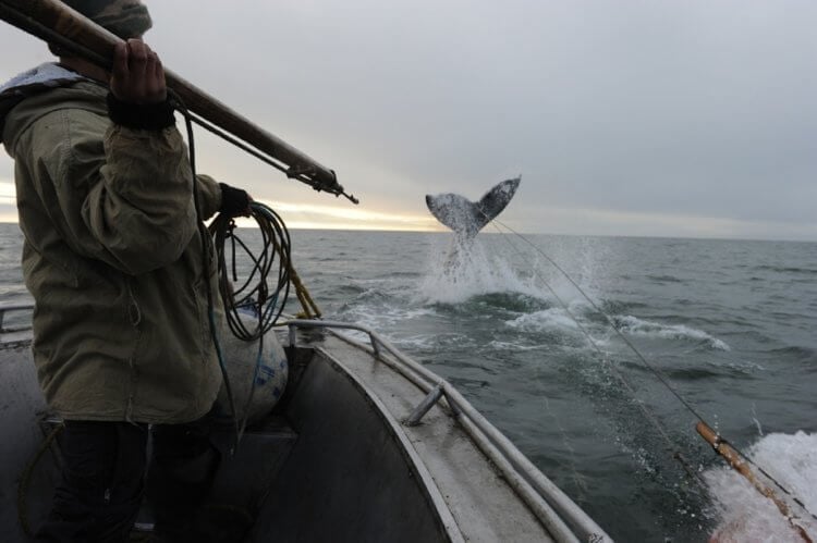 Как чукчи охотятся на китов — смертельно опасный промысел на краю Земли. Охота на китов — основной способ пропитания жителей Чукотки. Фото.