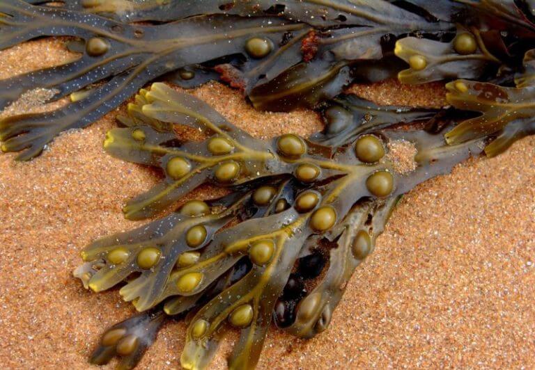 Фукус пузырчатый — водоросль, которая эффективно удаляет нефть из воды. Фото.