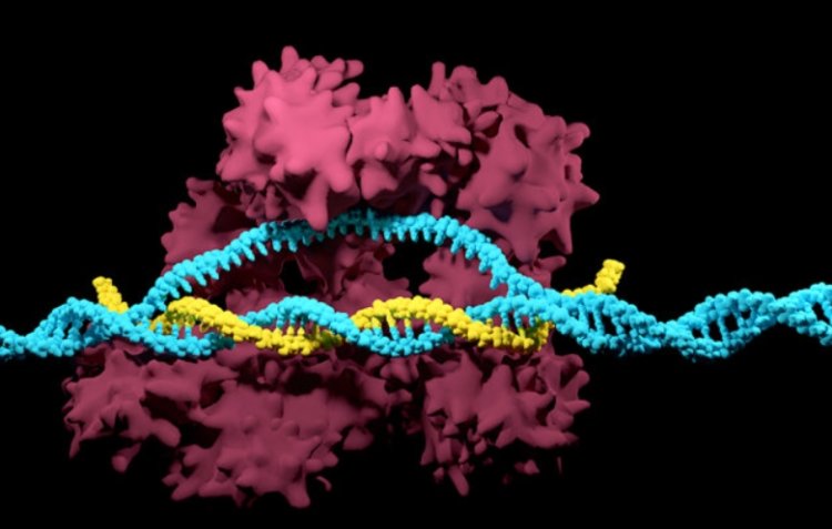 Трансплантация свиного сердца и других органов. Технология CRISPR позволяет редактировать гены. Фото.
