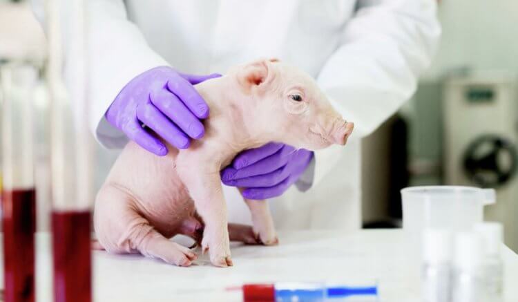 Трансплантация свиного сердца и других органов. Свиньи являются лучшими донорами органов из мира животных. Фото.