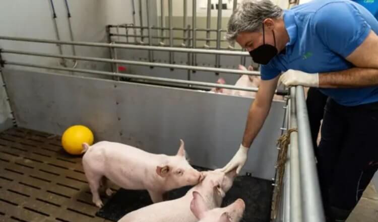 Генетически модифицированное поколение свиней. Экхард Вольф со свиньями на испытательной ферме. Фото.