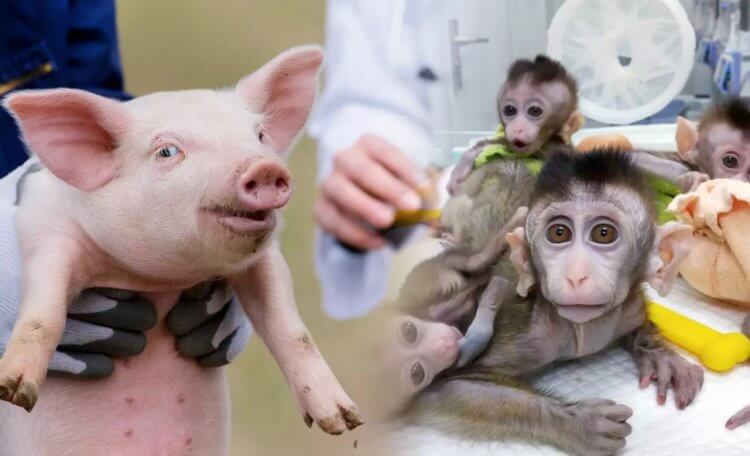 Генетически модифицированное поколение свиней. Донорские органы свиней обычно испытываются на обезьянах. Фото.