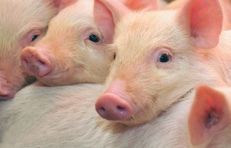 В Германии выращивают свиней для получения донорских органов. В Германии появится ферма для выведения свиней-доноров. Фото.