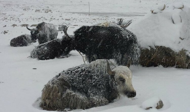 Снегопад в Тибете в 2008 году. Снегопад в Тибете в 2008 году унес жизни семи человек. Фото.