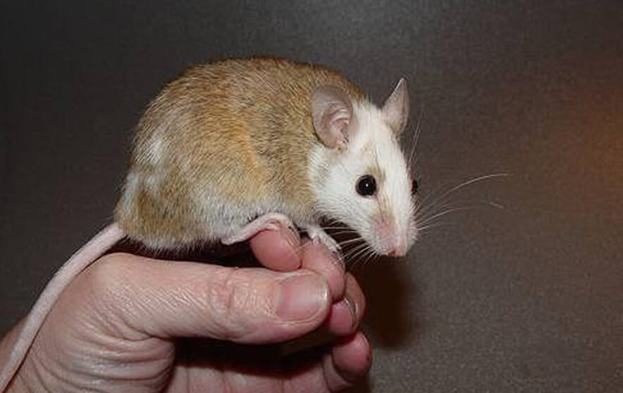 Крыса вида Mastomys. Фото.