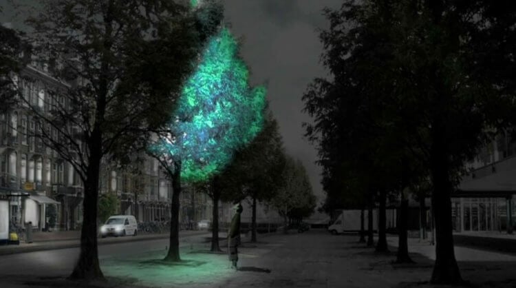 Освещение улиц при помощи светящихся деревьев — реально ли это? В будущем улицы будут освещаться не фонарями, а деревьями. Фото.