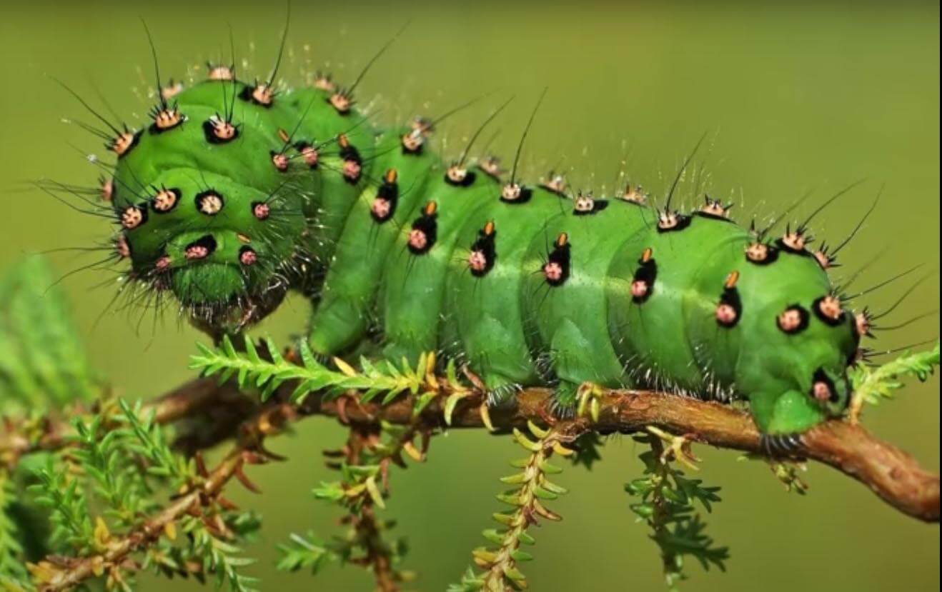 Гусеницы претерпевают полную метаморфозу в совершенно иную взрослую форму. Фото.