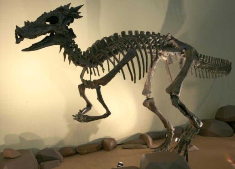 Динозавры в Древнем Китае. «Драконьи» кости Dracorex hogwartsia. Фото.