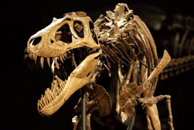 Древние мифы, связанные с динозаврами. Кости динозавров в древности считались камнями странной формы. Фото.