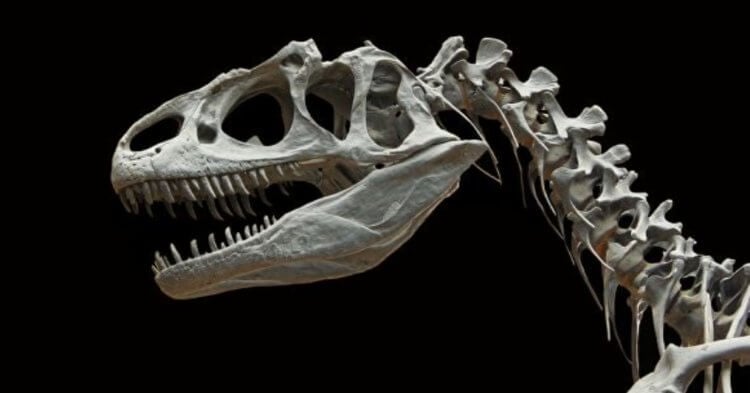 Как динозавры стали причиной появления легенд о драконах? Кости динозавров стали причиной возникновения мифов и легенд. Фото.