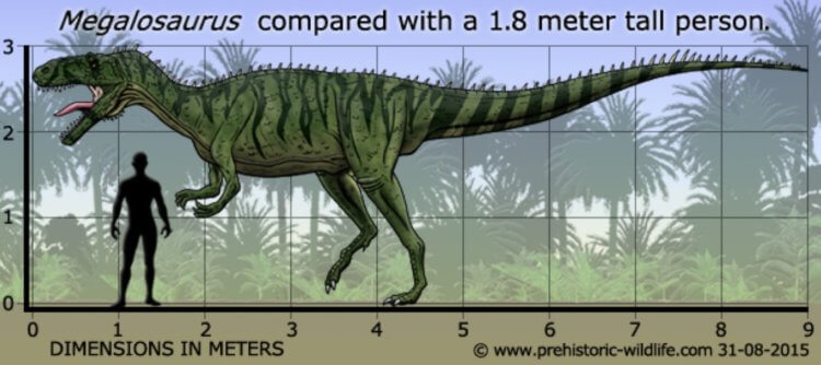 Первая находка костей динозавра. Мегалозавр в сравнении со взрослым человеком. Фото.