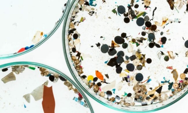 Частицы микропластика, которые были извлечены из воды. Фото.