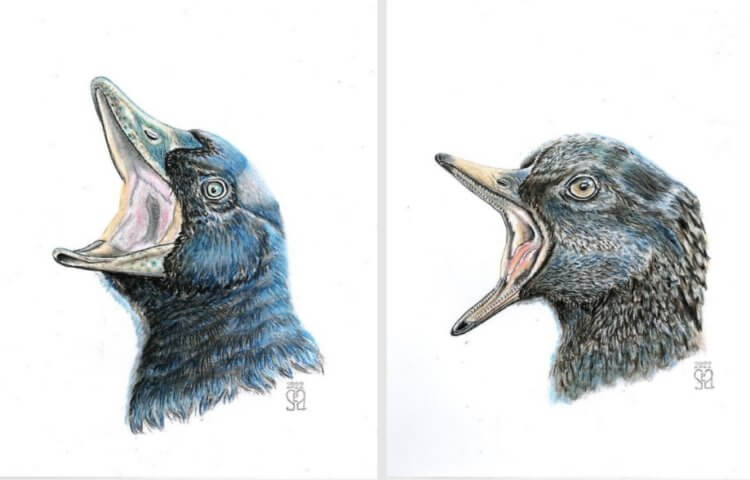 Новый для науки вид доисторических птиц. По мнению ученых, доисторические птицы были похожи на уток. Фото.