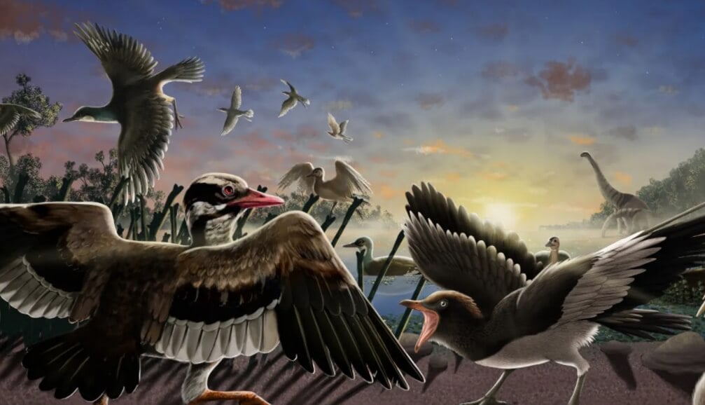 В Китае найдены окаменелости неизвестных науке птиц