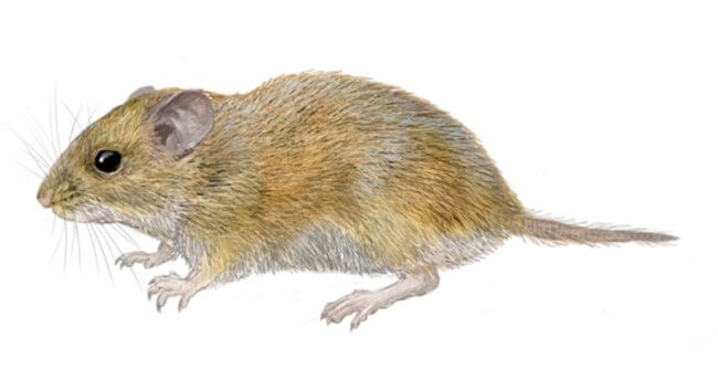 Африканская мышь Того. Изображение мыши Rhizosomichthys totae. Фото.