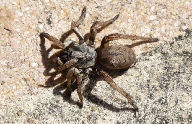 Паук, который танцует чечетку. Один из пауков семейства Nemesia. Фото.