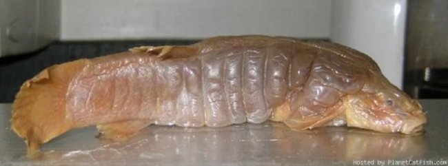 Толстый сом, похожий на маскота Michelin. Толстый сом вида Rhizosomichthys totae. Фото.