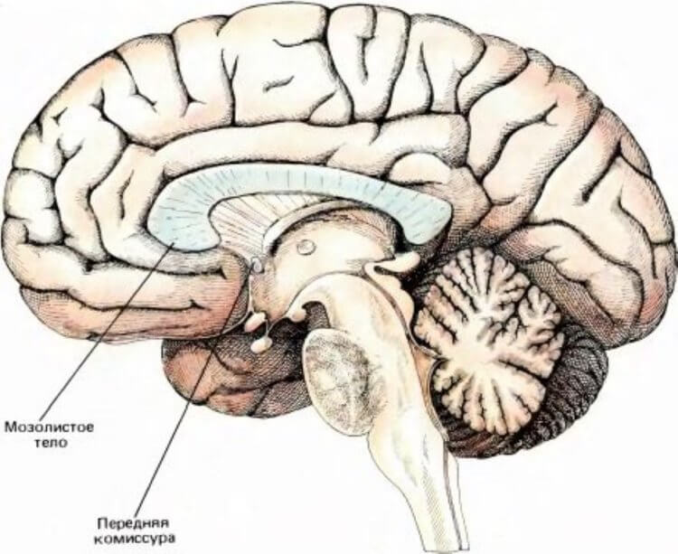 Деформация головного мозга в космосе. Расположение мозолистого тела в головном мозге. Фото.