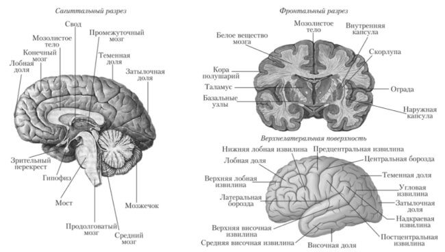 Космос меняет моторную кору головного мозга. Части головного мозга человека. Фото.