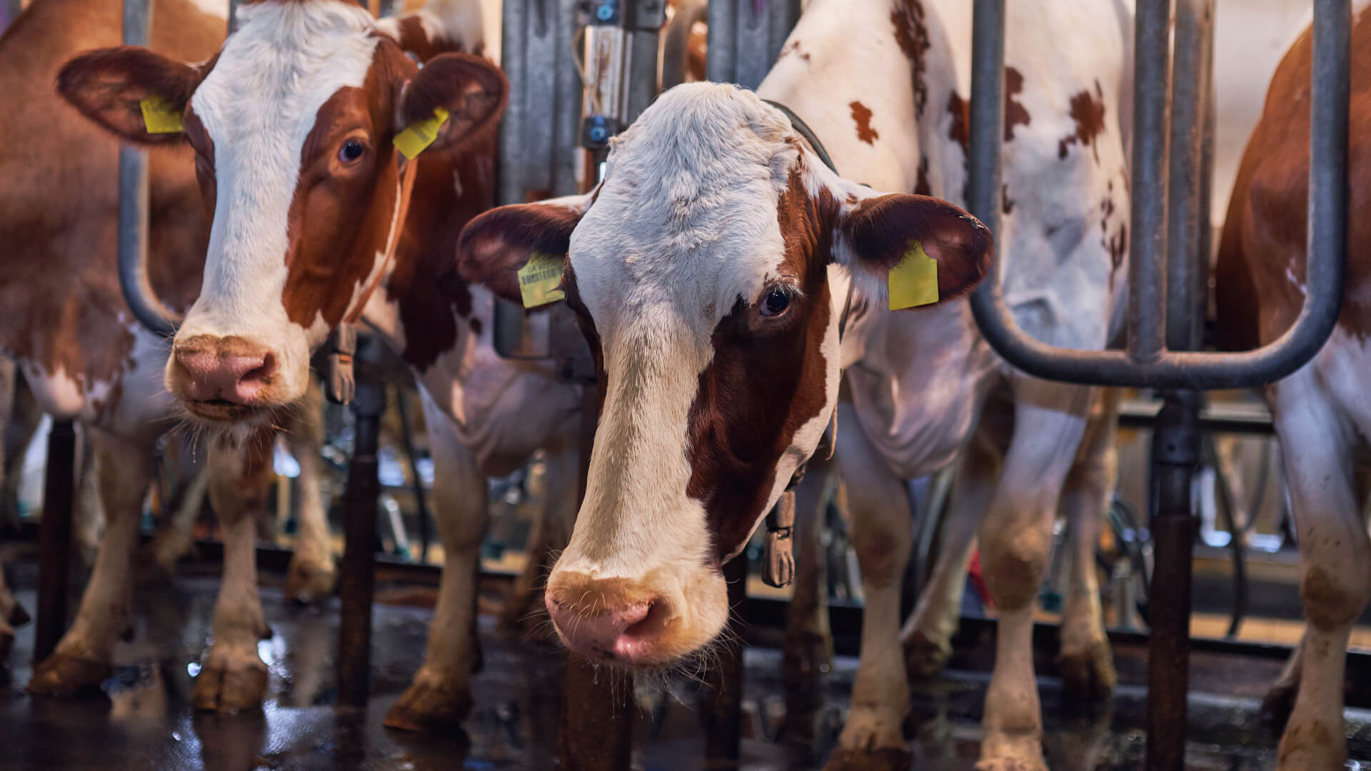 Ящур распространяется в популяции с бешеной скоростью. Фото.
