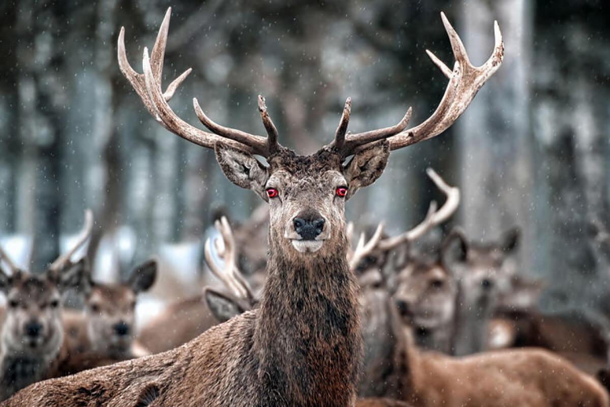 Олени болеют и ковидом, и прионной болезнью. Жгучая смесь. Фото.