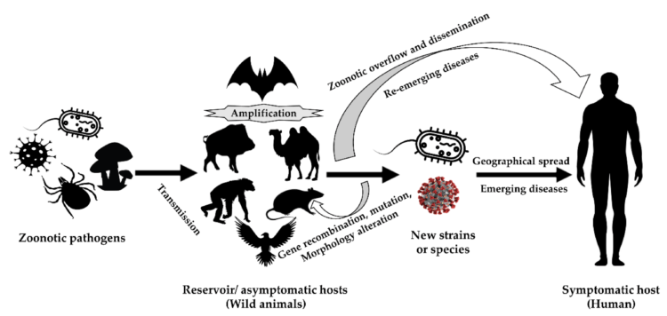 Зоонозные инфекции. Инфографика, показывающая, как патогенные микроорганизмы распространяются между животными и людьми. Фото.