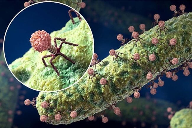 Как воюют между собой бактерии при помощи вирусных “мин”. Фото.