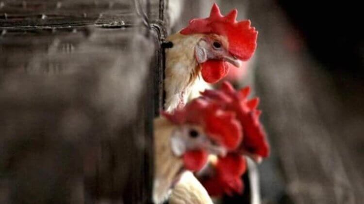 Птичий грипп. Из пораженных регионов вывоз яиц и птицы запрещен. Фото.