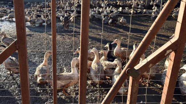 Крупные вспышки птичьего гриппа. Опасность гриппа заключается в том, что он очень быстро приводит к осложнению болезни в виде пневмонии. Фото.