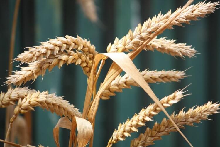 Проблемы с экспортом зерна из России. Пшеницу используют не только для изготовления муки, но и в качестве корма для животных. Фото.