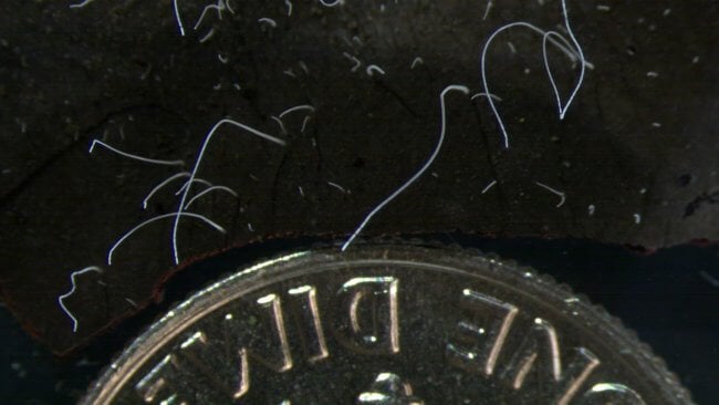 Ученые обнаружили бактерий размером с жука. Фото.