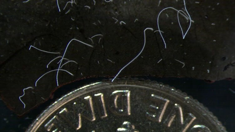 Ученые обнаружили бактерий размером с жука. Ученые обнаружили бактерию, которая вырастает в длину до 2 см. Фото.