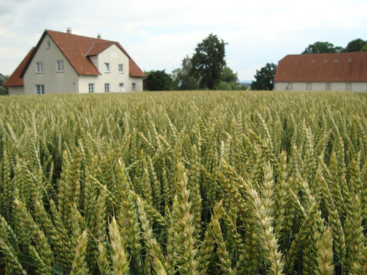 Почему опасен дефицит пшеницы. Европейские фермеры увеличат объемы выращиваемой пшеницы. Фото.