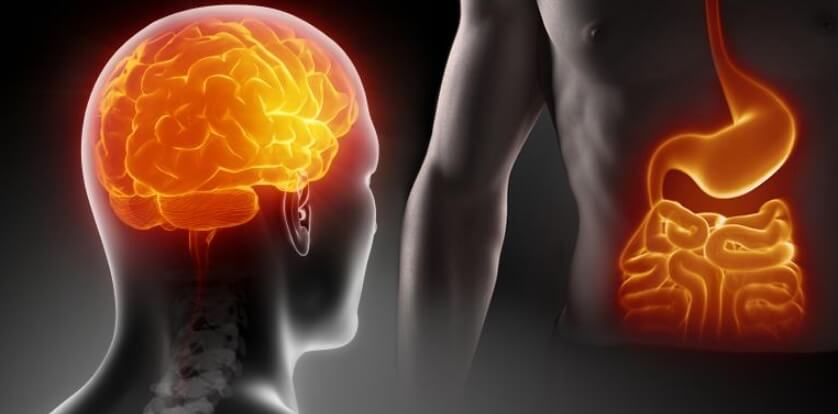 Взаимосвязь кишечника и мозга. Кишечник и головной мозг человека тесно связаны. Фото.