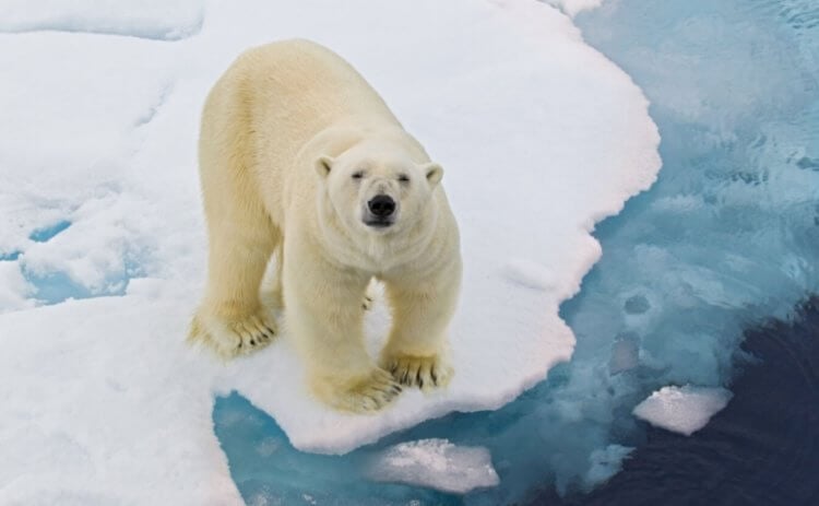 Почему нельзя допустить таяния ледников? Таяние ледников может привести к гибели животных. Фото.