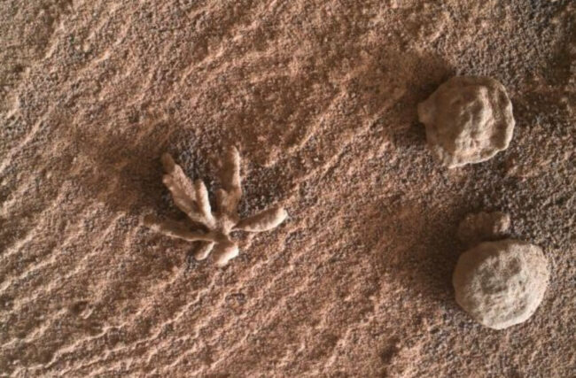 Каменное «растение» на поверхности Марса. Фото.