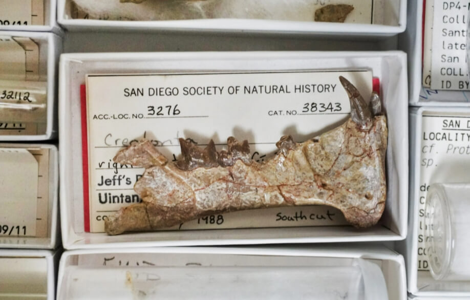 Челюсть Diegoaelurus vanvalkenburghae. Фото.