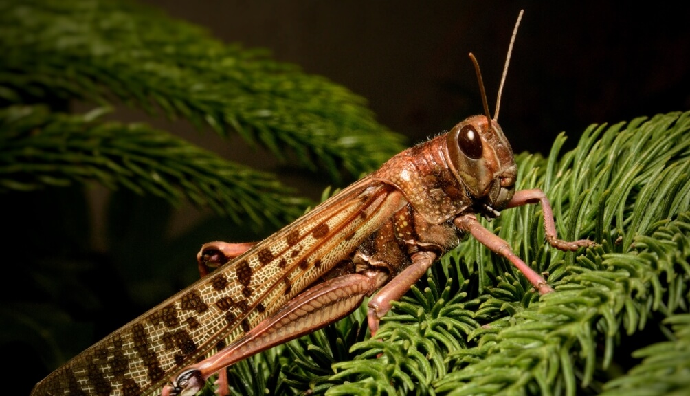 По вкусу саранча сравнима с креветками. Фото.