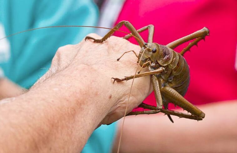 Самое большое насекомое в мире, гигантская вета, обитает в Новой Зеландии. Фото.