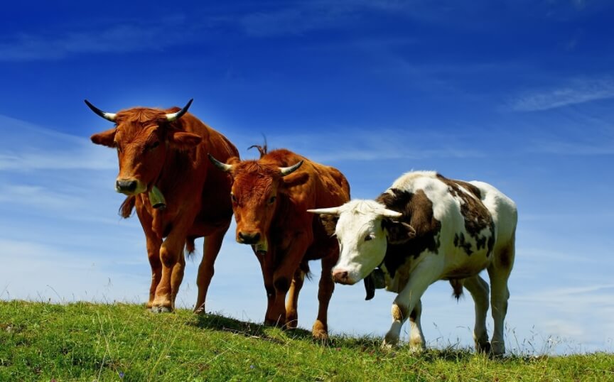 Ученые считают, что содержание крупного рогатого скота — это дорого и вредно для окружающей среды. Фото.
