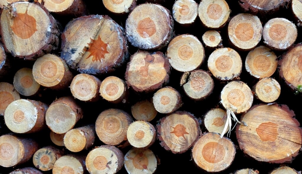 Главное сырье для изготовления бумаги — древесина. Фото.