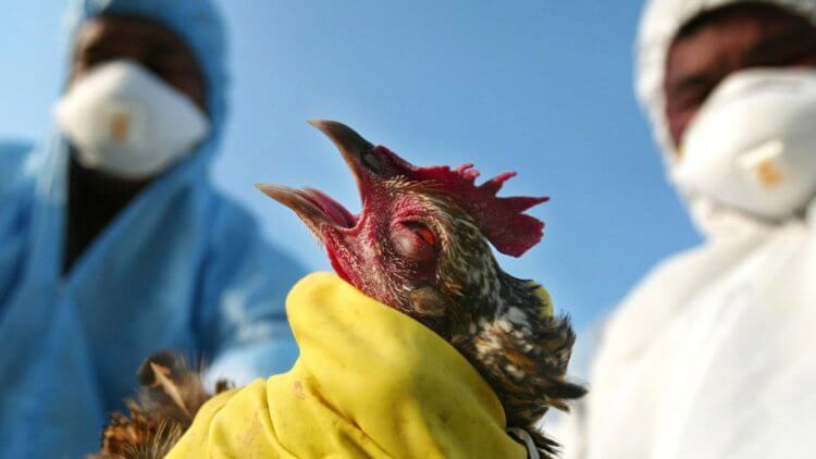 В мире распространяется птичий грипп. Почему это плохо? Птичий грипп – острая инфекционная, особо опасная болезнь, передаваемая человеку от животных, возбудителем которой является вирус типа А. Фото.