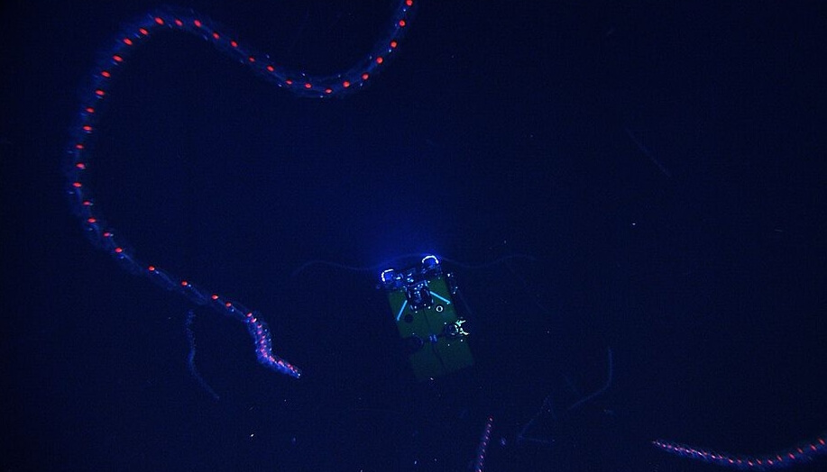 Строение сифонофора. Как и многие другие глубоководные существа, сифонофоры обладают биолюминесценцией — способностью светиться в темноте. Фото.