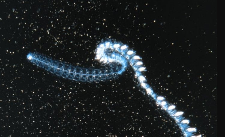 Кто такие сифонофоры — глубоководные существа, похожие на змей?